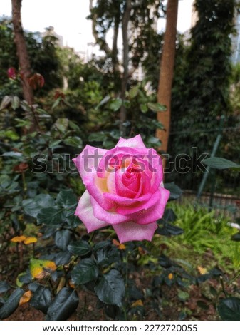 Rosa Peace or pink roses is a terrific Hybrid Tea rose with fragrant