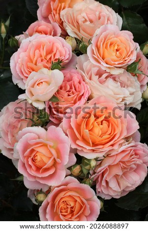 Rosa 'Peach Profusion'  (Korpeapro).  An apricot floribunda rose bred by Kordes Roses.