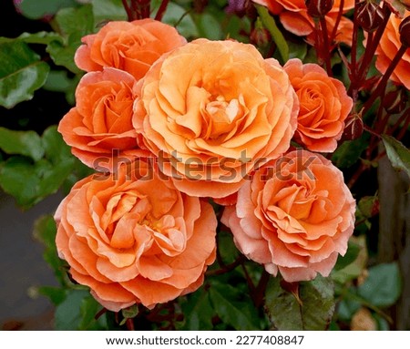 Rosa 'Phoenix' (Korrosobi).  An orange floribunda rose bred by Kordes Roses.