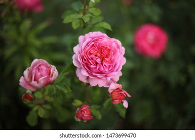 Rosa Princess Alexandra Of Kent 