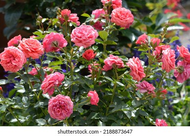 Rosa 'Pumuckel' Is A Cluster Flowered Rose With Pink Flowers