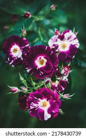 Rosa Purple Splash (Oh Wow!, Wekspitrib) Climber Rose Breed By Tom Carruth, USA 2009