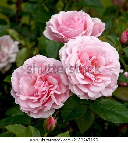 Rosa 'Radox Bouquet' (Harmusky).  A soft pink Hybrid Tea rose.