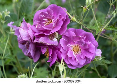 Rosa 'Rhapsody in Blue' flowers in a garden