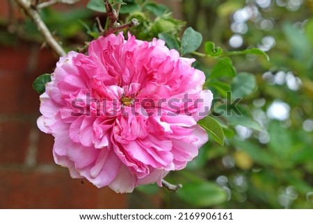 Rosa roxburghii 'plena' in flower