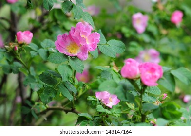 Rosa Rubiginosa (Sweet Briar)