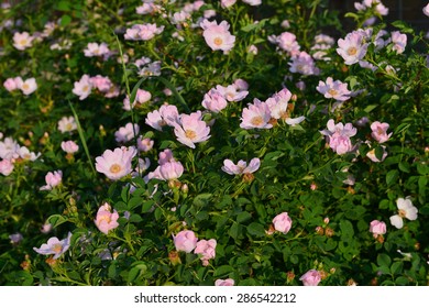 Rosa Rubiginosa (Sweet Briar) 