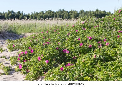 Rosa Rugosa, Beach Rose.