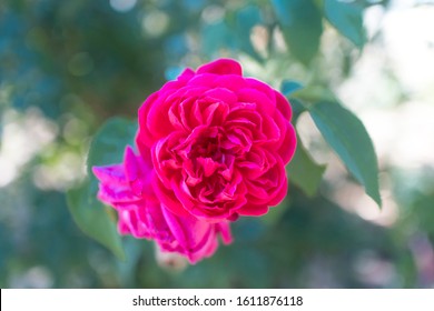 Rosier Images Stock Photos Vectors Shutterstock