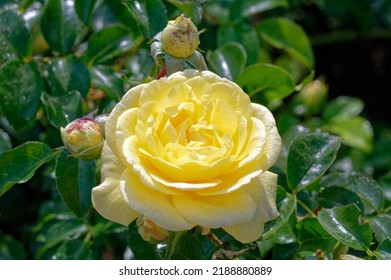 Rosa 'Solero' Is A Cluster Flowered Rose With Yellow Flowers