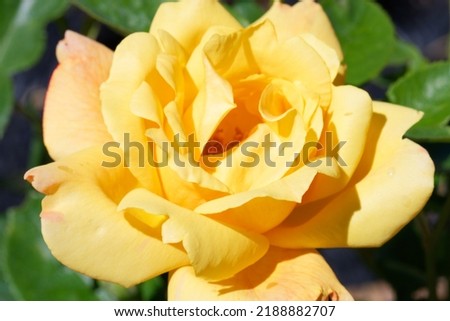 Rosa 'Sutters Gold' is a hybrid tea rose with yellow flowers
