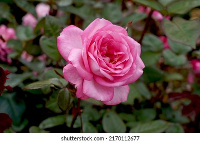 Rosa 'Sweet Memory' (Koraburg). A single bloom of a pink hybrid tea named for Dementia Australia. Bred by Kordes Roses.