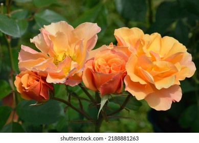 Rosa 'Tequila 2003' Is A Cluster Flowered Rose With Apricot Flowers