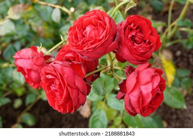 Rosa 'Till Eulenspiegel' Is A Cluster Flowered Rose With Red Flowers