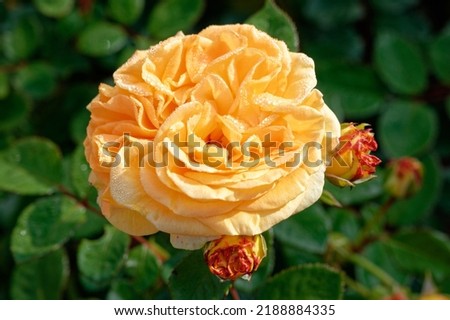 Rosa 'Timeless' is a cluster-flowered rose with apricot flowers