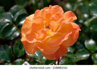 Rosa 'Westzeit' Is A Cluster Flowered Rose With Orange Flowers