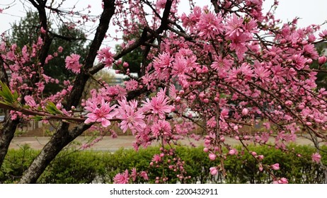 Rosaceae Prunus Amygdalus Persica ‘Kikumomo’