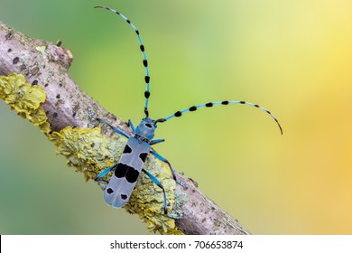 Rosalia alpina - Longhorn beetle - Rosalia longicorn