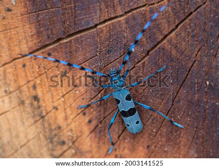 Rosalia alpina Rosalia longicorn bug outdoor in Hungary