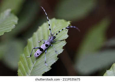  Rosalia longicorn (Rosalia alpina) or Alpine longhorn beetle Swabian Jura Germany