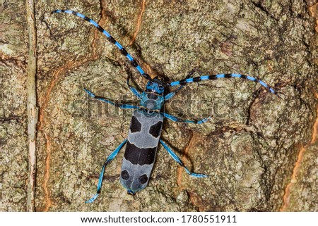 Rosalia Longicorn - Rosalia alpina or Alpine longhorn beetle, is a large longicorn (family Cerambycidae) that is distinguished by its distinctive markings
