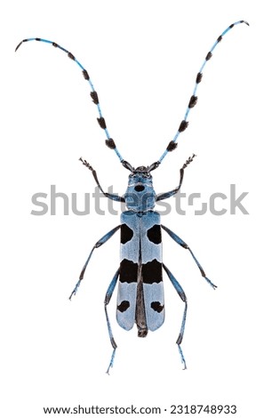 Rosalia longicorn or alpine longhorn beetle on white background