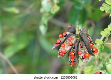 Rosary Pea Or Abrus Precatorius