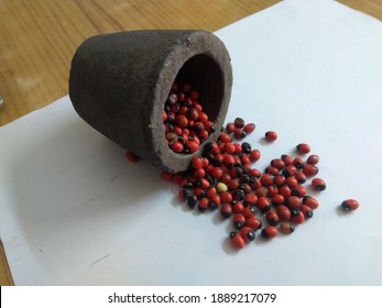 Rosary Pea Or Abrus Precatorius Also Known As Jequirity Or Prayer Bean Is Herb Flowering Plant In The Bean Family. Dried Hard Black And Red Colored Bean Native To Asia And Australia.