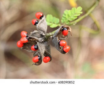 Rosary Pea Vine