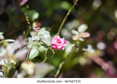 rose