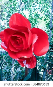 rose