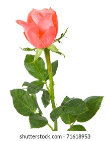 rose - Shutterstock ID 71618953