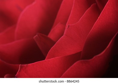 The Rose