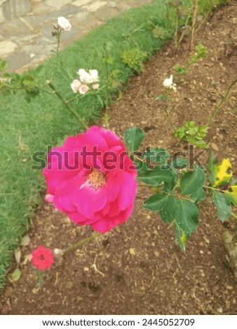 Rose with abnormal colur which is not pure rose 