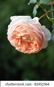 Rose, Abraham Darby