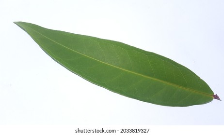 Rose Apple Leaf.malabar Plum(Syzygium Jambos) Isolated On White Background