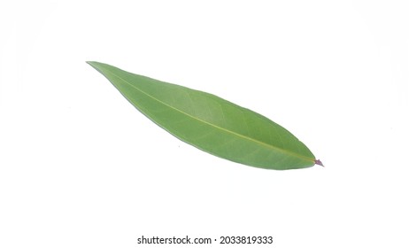 Rose Apple Leaf.malabar Plum(Syzygium Jambos) Isolated On White Background