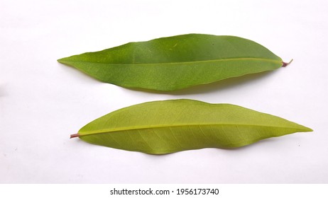 Rose Apple Leaf.malabar Plum(Syzygium Jambos)on A White Background.front And Back View