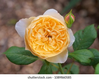 “Roald Dahl” Rose, An Apricot Colored English Rose