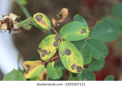 Rose back spot disease, plant pathology concept, agricultural disease management - Powered by Shutterstock