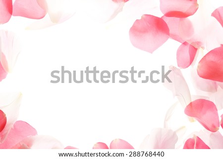 A rose  Background.