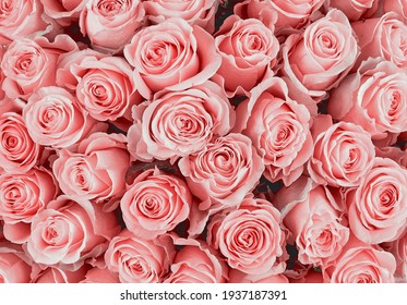 Rose Background. Colorful rose wall background.