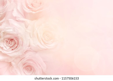 Rose background with pink and yellow pastel colors