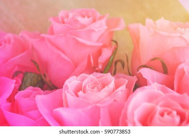 Rose Backgrounds