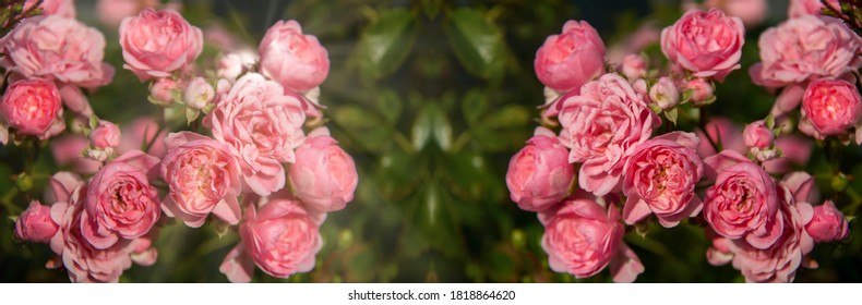 Rose Banner Blooming Roses On Blurred Stock Photo 1818864620 | Shutterstock