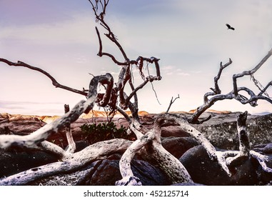 Rose Bay Driftwood