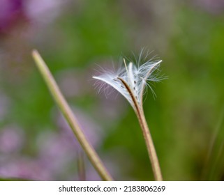 Rose Bay Willow Herb Seed Pod Releasing Seeds