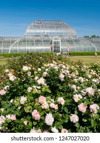 Rose Beds In Front Of Palm House In Kew Gardens On 11th June 2015