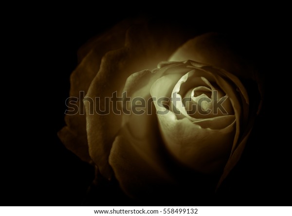 Rose Black Background Stock Photo (Edit Now) 558499132