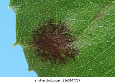 The rose black spot disease caused by the fungus Diplocarpon rosae. The black spots on the leaves are circular with a perforated edge. Close-up image of a rose leaf on a blue background.